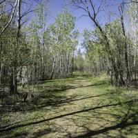 Hiking Trail to the Moose observation tower at Hecla Provincial Park