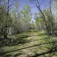 Hiking Trail to the Moose observation tower at Hecla Provincial Park
