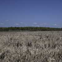 Marsh and Wetlands Landscape at Hecla Provincial Park