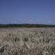 Marsh and Wetlands Landscape at Hecla Provincial Park