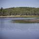 Lakeside landscape with trees on the Ingraham Trail