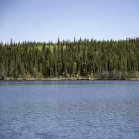 Pine Forest on the Opposite Shore on the Ingraham Trail