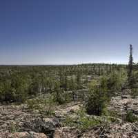 Pine Trees on the Rock on the Ingraham Trail