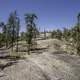 Rocky Surface with pine trees on the Ingraham Trail