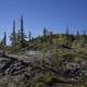 Trees on a rocky hill on the Ingraham Trail