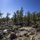 Trees on the rocks on the Ingraham Trail