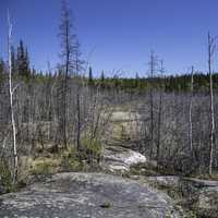 Trees, rocks, and landscape on the Ingraham Trail