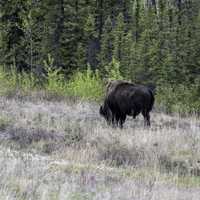 A Bison grazing at Mckenzie Bison Range