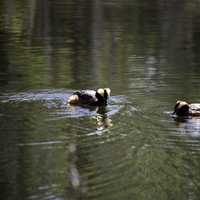 Ducks Swimming in the Pond at Visitors Center