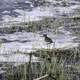 Lesser Yellowlegs on the shoreline at Chan Lake Territorial Park