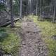 Path through the woods at Lady Evelyn Falls Territorial Park