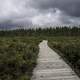 Boardwalk into the Bog at Algonquin  Provincial Park, Ontario