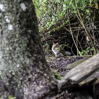 Chipmunk in the woods at Algonquin Provincial Park, Ontario