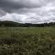 Cloudy Skies over the Bog at Algonquin Provincial Park, Ontario