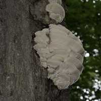 Fungus on the tree in Algonquin Provincial Park, Ontario