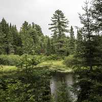 Pond and forest at Algonquin Provincial Park, Ontario