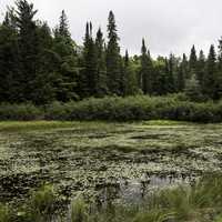 View of the Bog at Algonquin State Park, Ontario