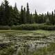 View of the Bog at Algonquin State Park, Ontario