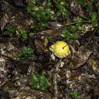 Yellow Mushroom on the trail at Algonquin Provincial Park, Ontario