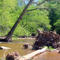 Fallen tree in Stream in Bronte Creek Provincial Park, Ontario, Canada