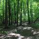 Walking in the Woods at Bronte Creek Provincial Park, Ontario, Canada