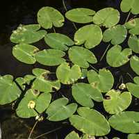 Lilypads in Pond at Eagle Canyon, Ontario