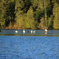 Birds in the River at Lake Nipigon, Ontario, Canada