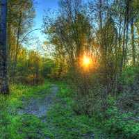 Sunset through the trees at Lake Nipigon, Ontario, Canada