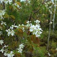 White Flowers at Lake Nipigon, Ontario, Canada