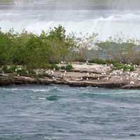 Birds on an Island in Niagara Falls, Ontario, Canada