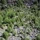 Shrubs and Small Trees on Ouimet Canyon Floor, Ontario, Canada