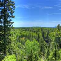 Looking at the forest at Pigeon River Provincial Park, Ontario, Canada