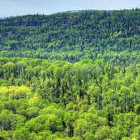 The large forest at Pigeon River Provincial Park, Ontario, Canada