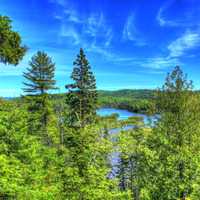 Trees and Forest at Pigeon River Provincial Park, Ontario, Canada