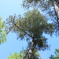 Looking up at the trees at Sleeping Giant Provincial Park, Ontario, Canada