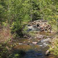 Stream and Trees at Sleeping Giant Provincial Park, Ontario, Canada