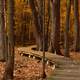 Boardwalk through the forest in Quebec, Canada