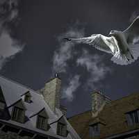 Seagull above the houses in Quebec City, Canada