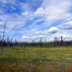 Campbell Highway Landscape under the skies in Yukon Territory, Canada