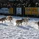 Yukon Quest Dog-Sledding Race start in Whitehorse, Yukon Territory