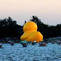 Large duck rear end on Lake in Beijing, China