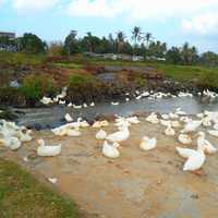 Duck farm in Hainan Island
