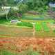 Hainan Farm landscape