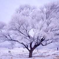 Winter Trees in Harbin