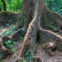 Indian Rubber Tree Roots in Hong Kong, China