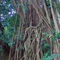 Indian Rubber Tree in Hong Kong, China