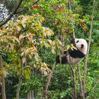 Panda in the trees at Chengdu Panda Breeding center in Sichuan