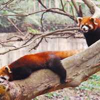 Red Pandas on a tree in Sichuan Panda research center in Chengdu, China