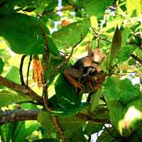 Lizard in forest tree in Costa Rica