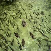 Fish and ducks in the water at Plitvice Lakes National Park, Croatia